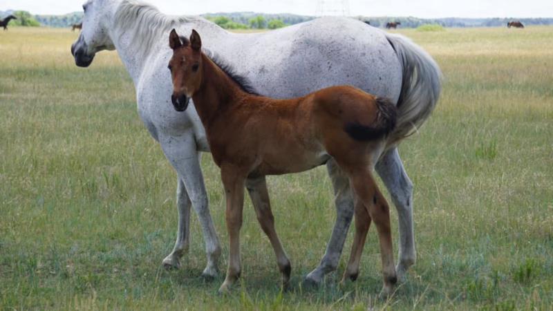 Rope x Light Beer filly